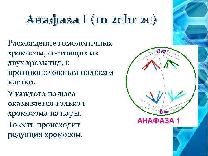 Анафаза I (1 n 2 chr 2 c) Расхождение гомологичных хромосом, состоящих из хромосом