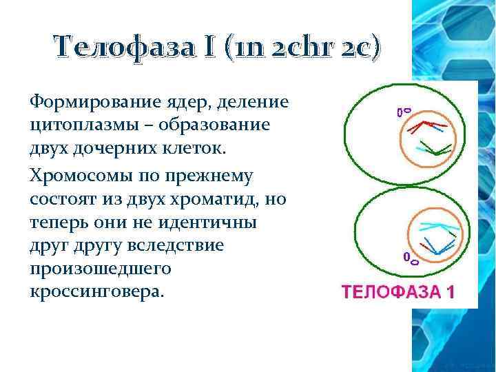 Телофаза I (1 n 2 chr 2 c) Формирование ядер, деление цитоплазмы – образование