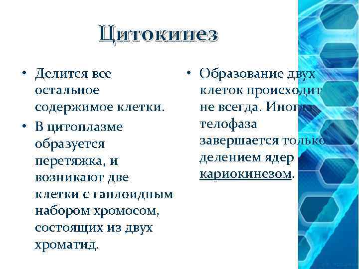 Цитокинез • Делится все • Образование двух остальное клеток происходит содержимое клетки. не всегда.