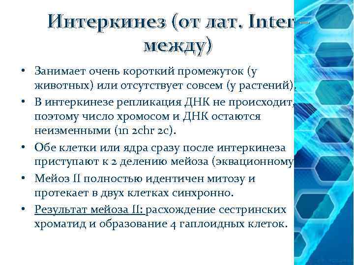 Интеркинез (от лат. Inter – между) • Занимает очень короткий промежуток (у животных) или