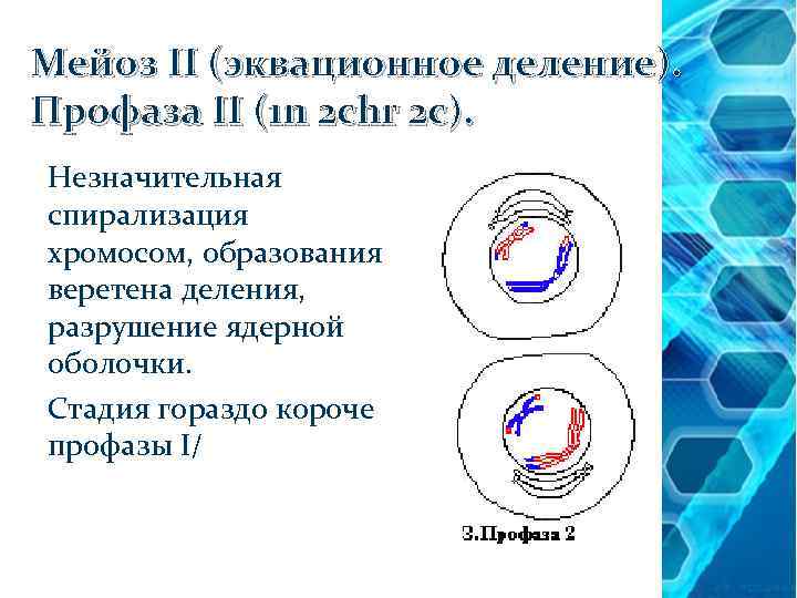 Мейоз II (эквационное деление). Профаза II (1 n 2 chr 2 c). Незначительная спирализация