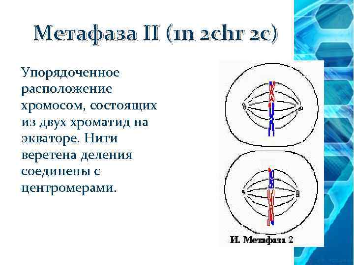 Метафаза II (1 n 2 chr 2 c) Упорядоченное расположение хромосом, состоящих из двух