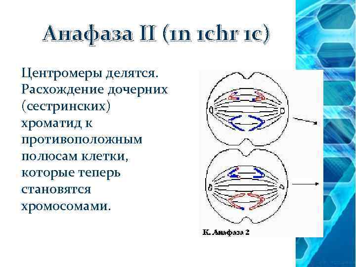 Анафаза II (1 n 1 chr 1 c) Центромеры делятся. Расхождение дочерних (сестринских) хроматид