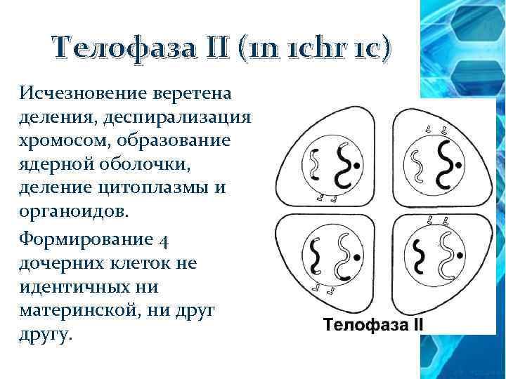 Телофаза II (1 n 1 chr 1 c) Исчезновение веретена деления, деспирализация хромосом, образование