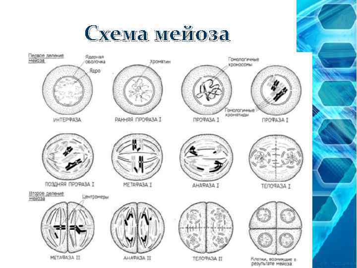 Презентация мейоз 10 класс биология