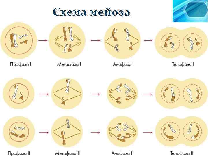 Презентация мейоз 10 класс биология