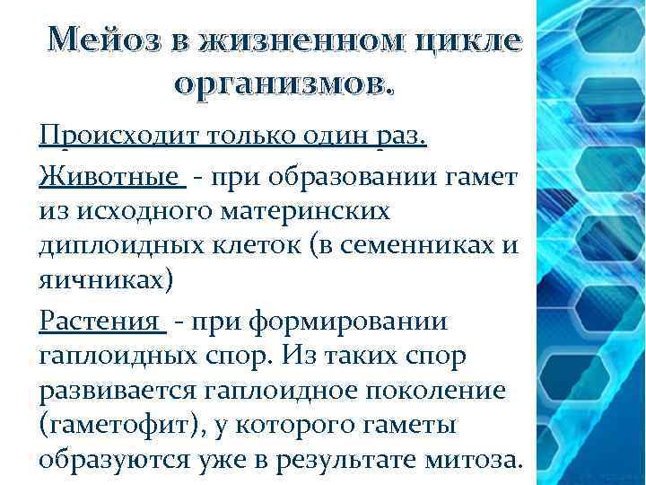 Мейоз в жизненном цикле организмов. Происходит только один раз. Животные - при образовании гамет