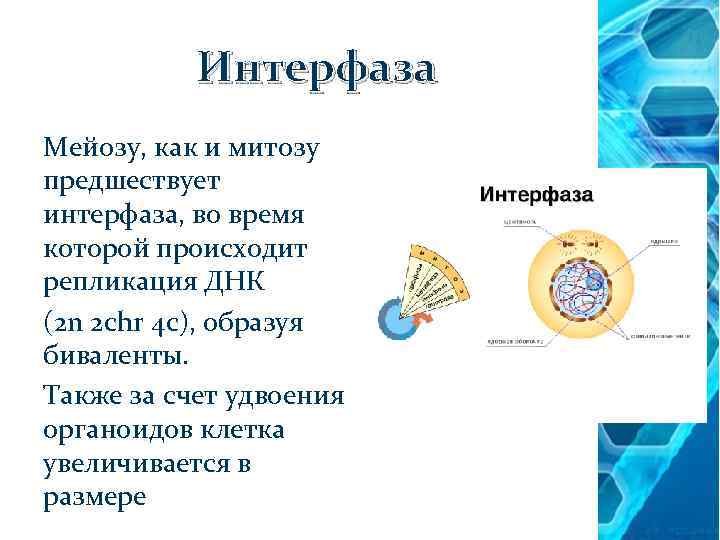 Интерфаза Мейозу, как и митозу предшествует интерфаза, во время которой происходит репликация ДНК (2