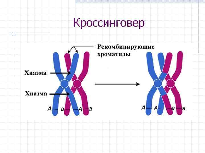 Презентация мейоз 10 класс биология профильный уровень