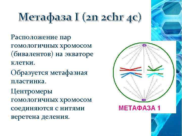 Метафаза I (2 n 2 chr 4 c) Расположение пар гомологичных хромосом (бивалентов) на