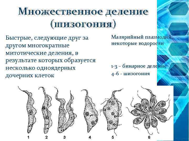 С помощью какой женской клетки происходит размножение растения изображенного на рисунке