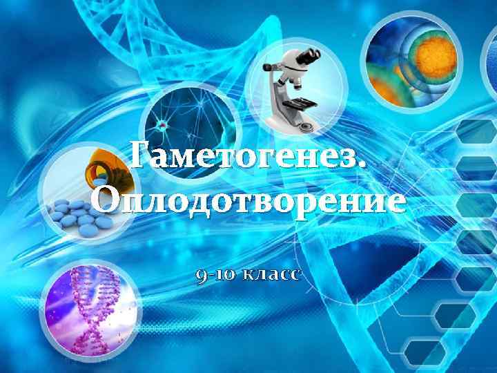 Гаметогенез. Оплодотворение 9 -10 класс 