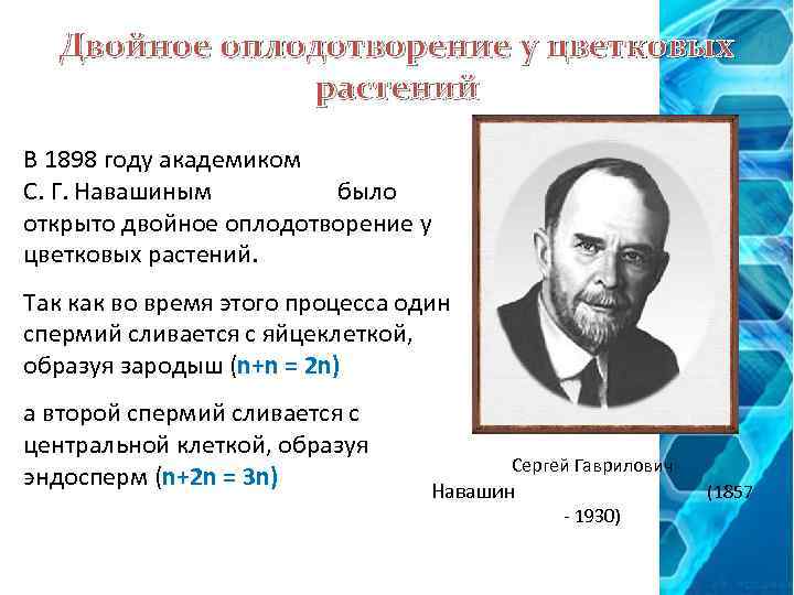 Двойное оплодотворение у цветковых растений В 1898 году академиком С. Г. Навашиным было открыто