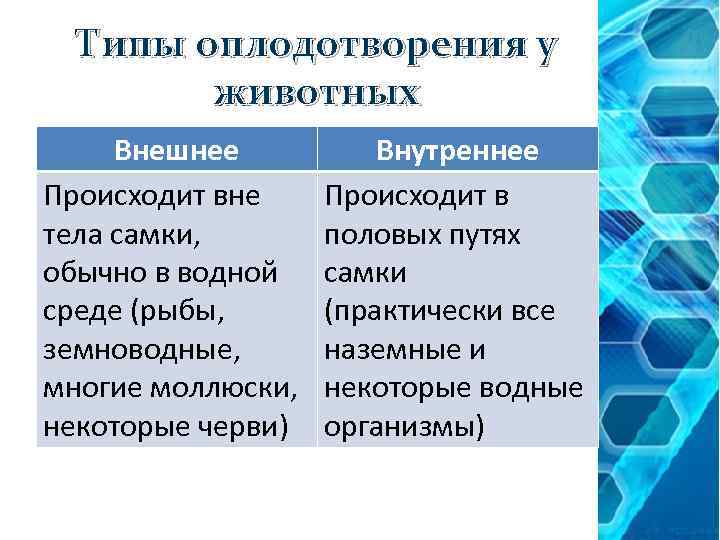 Типы оплодотворения у животных Внешнее Происходит вне тела самки, обычно в водной среде (рыбы,