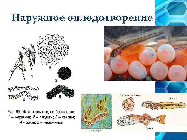Наружное оплодотворение 