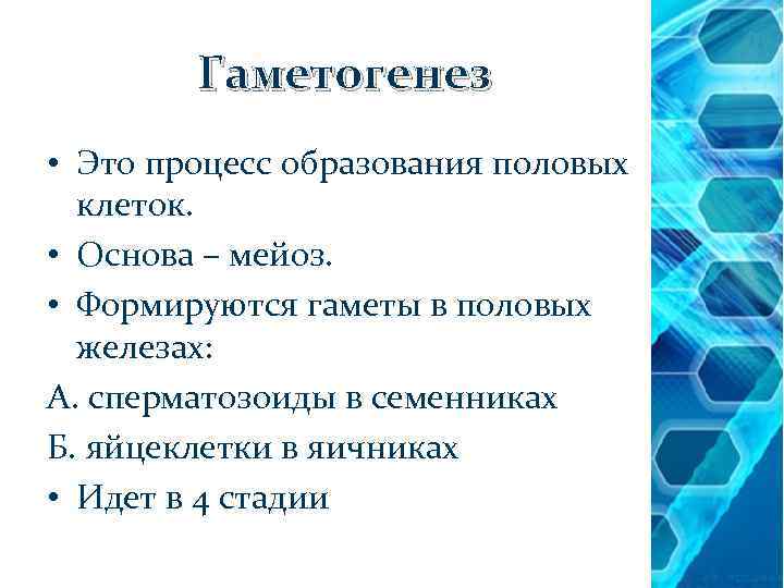 Гаметогенез • Это процесс образования половых клеток. • Основа – мейоз. • Формируются гаметы