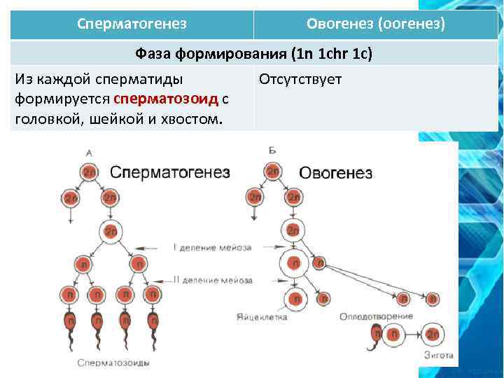 Сперматогенез и овогенез схема