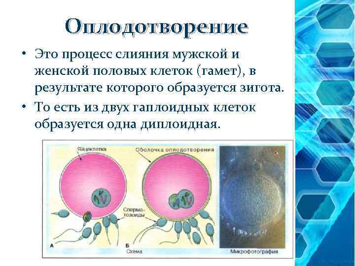 Оплодотворение • Это процесс слияния мужской и женской половых клеток (гамет), в результате которого