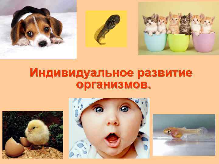  Индивидуальное развитие организмов. 
