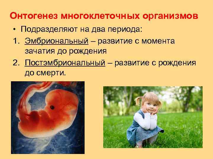 Онтогенез многоклеточных организмов • Подразделяют на два периода: 1. Эмбриональный – развитие с момента