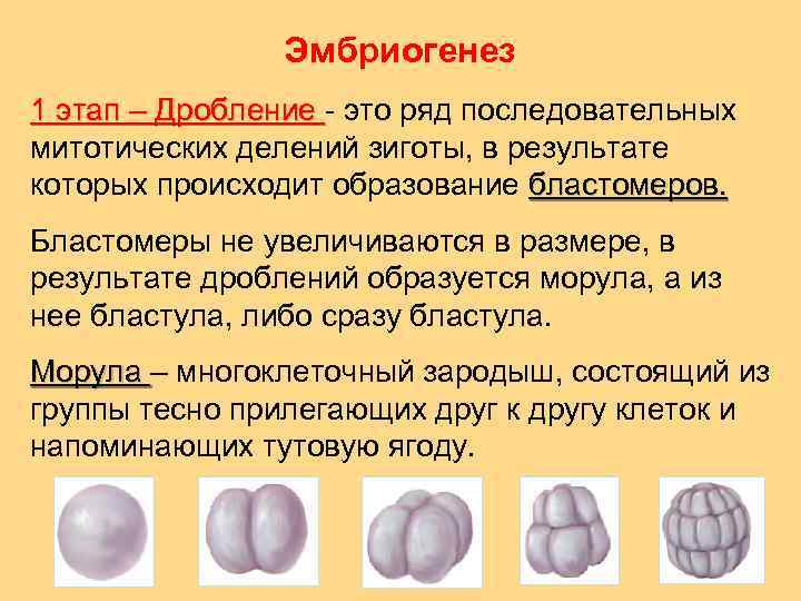 Эмбриогенез 1 этап – Дробление - это ряд последовательных митотических делений зиготы, в результате