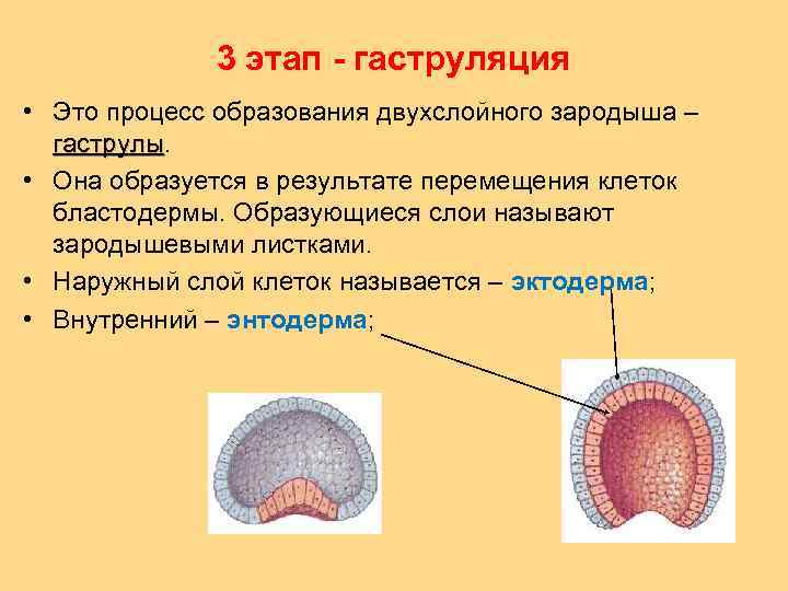 3 этап - гаструляция • Это процесс образования двухслойного зародыша – гаструлы • Она