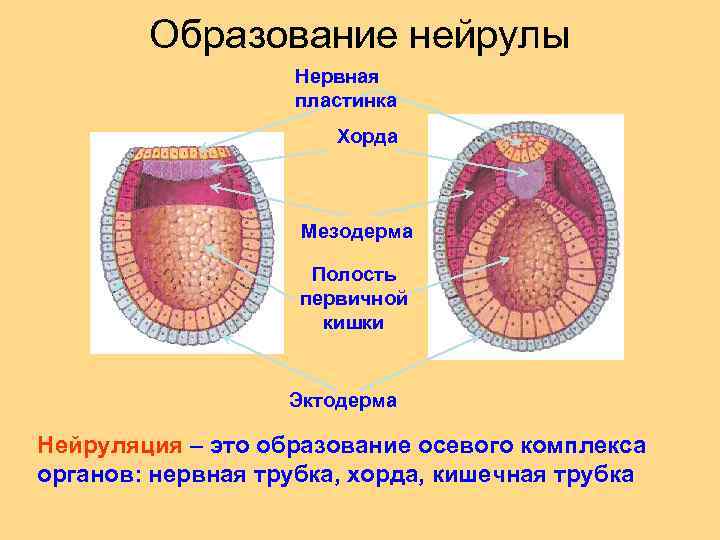 Образование нейрулы Нервная пластинка Хорда Мезодерма Полость первичной кишки Эктодерма Нейруляция – это образование