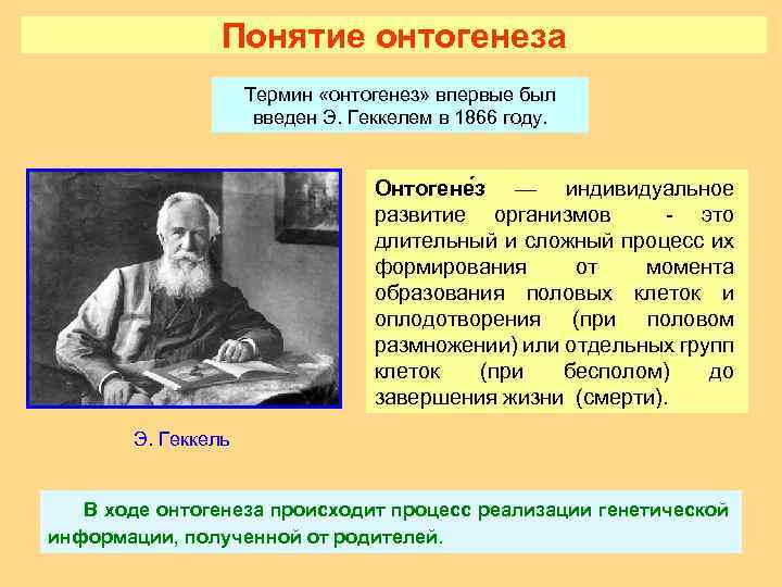 Понятие онтогенеза Термин «онтогенез» впервые был введен Э. Геккелем в 1866 году. Онтогене з