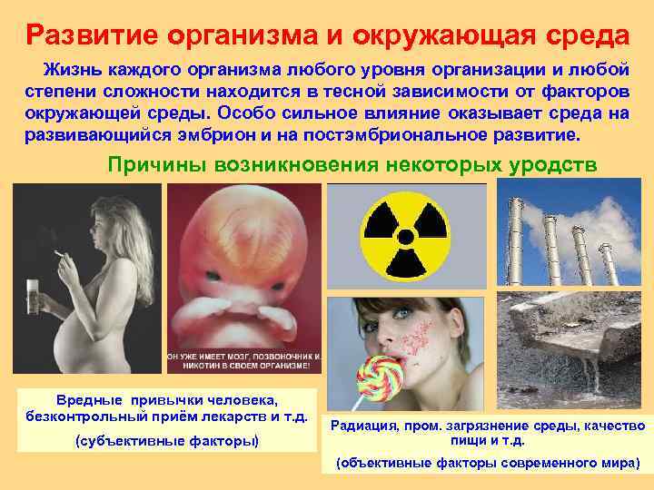 Развитие организма и окружающая среда Жизнь каждого организма любого уровня организации и любой степени