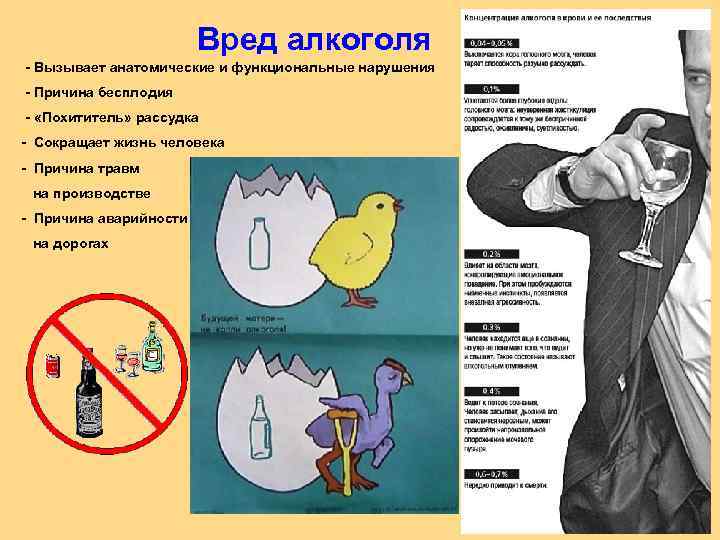 Вред алкоголя - Вызывает анатомические и функциональные нарушения - Причина бесплодия - «Похититель» рассудка