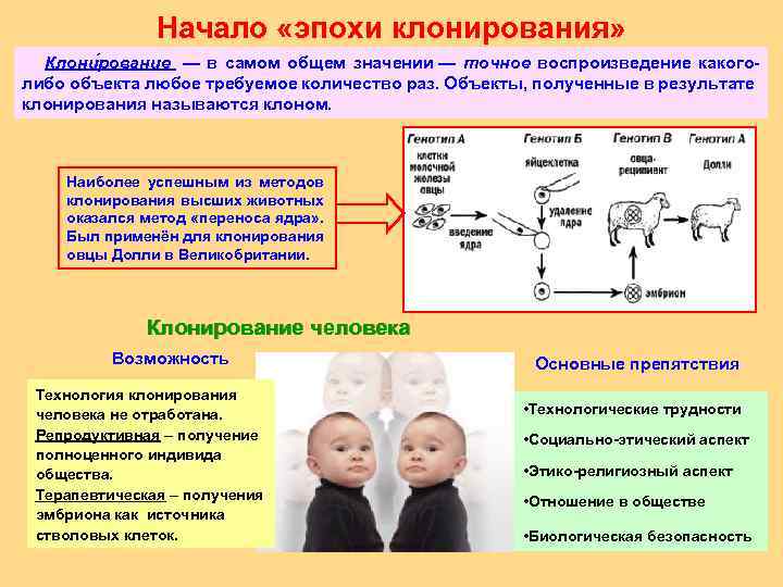 Начало «эпохи клонирования» Клони рование — в самом общем значении — точное воспроизведение какоголибо