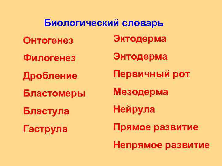 Биологический словарь Онтогенез Эктодерма Филогенез Энтодерма Дробление Первичный рот Бластомеры Мезодерма Бластула Нейрула Гаструла