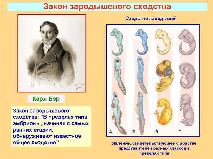 Закон зародышевого сходства Сходство зародышей Карл Бэр Закон зародышевого сходства: ”В пределах типа эмбрионы,
