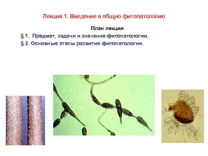 Лекция 1. Введение в общую фитопатологию План лекции § 1. Предмет, задачи и значение