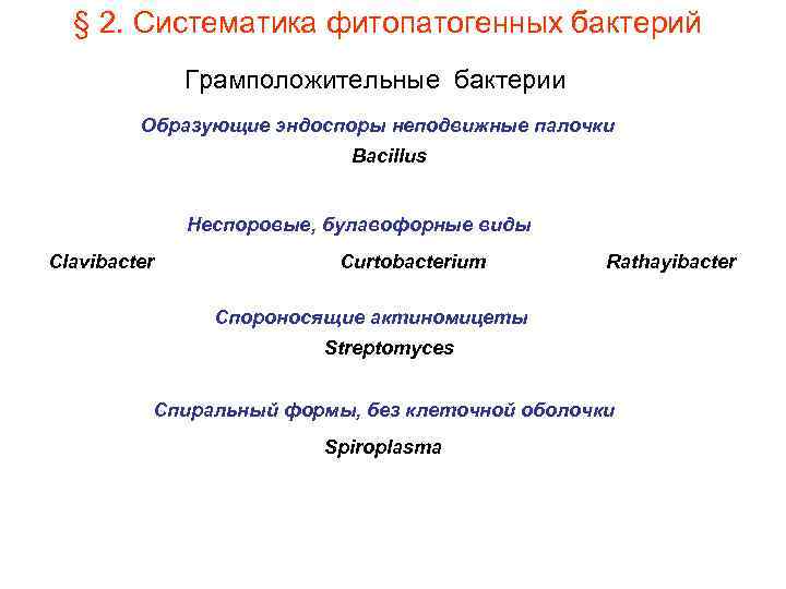 § 2. Систематика фитопатогенных бактерий Грамположительные бактерии Образующие эндоспоры неподвижные палочки Bacillus Неспоровые, булавофорные