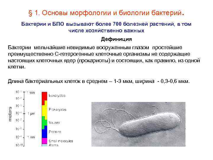 § 1. Основы морфологии и биологии бактерий. Бактерии и БПО вызывают более 700 болезней