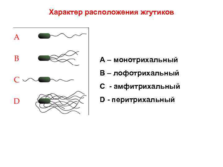 Лофотрихи. Типы бактерий по расположению жгутиков. Классификация бактерий по расположению жгутиков. Расположение жгутиков у бактерий. Типы бактерий по жгутикам.
