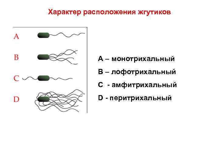 Лофотрихи