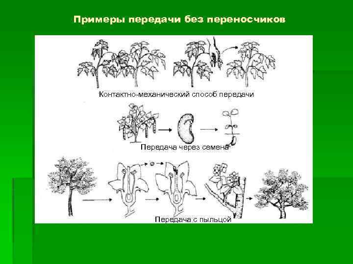 Примеры передачи без переносчиков Контактно-механический способ передачи Передача через семена Передача с пыльцой 