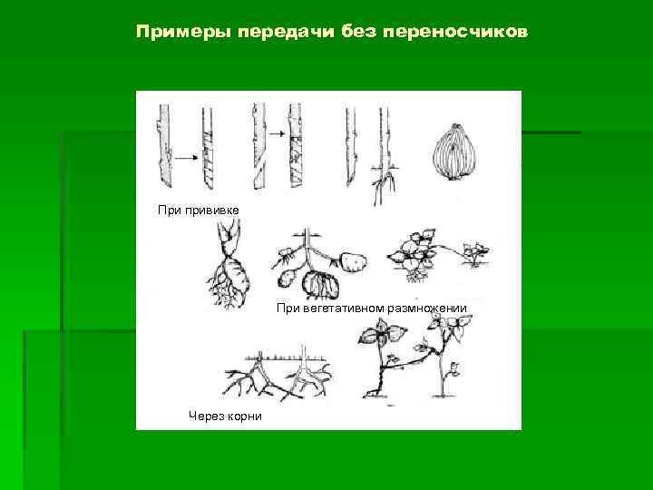Примеры передачи без переносчиков При прививке При вегетативном размножении Через корни 