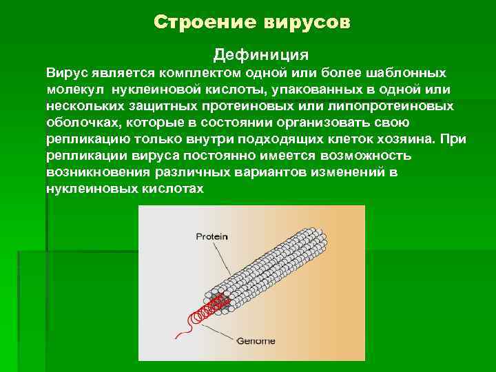 Строение вирусов Дефиниция Вирус является комплектом одной или более шаблонных молекул нуклеиновой кислоты, упакованных