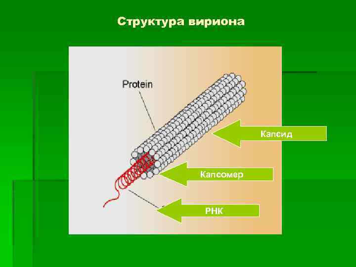 Структура вириона Капсид Капсомер РНК 