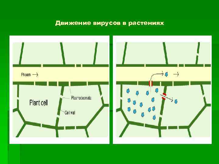 Движение вирусов в растениях 