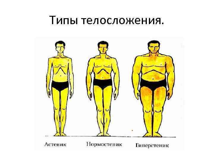 Типы телосложения. 