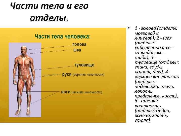 Части тела и его отделы. • 1 - голова (отделы: мозговой и лицевой); 2