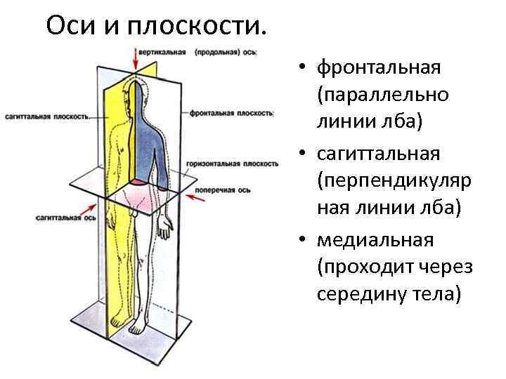 Оси и плоскости. • фронтальная (параллельно линии лба) • сагиттальная (перпендикуляр ная линии лба)