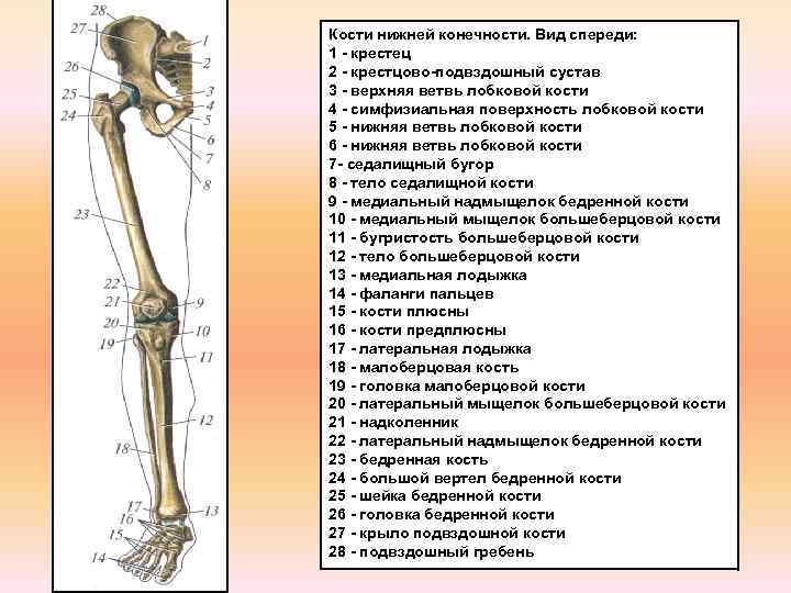 Крестцово подвздошный сустав фото