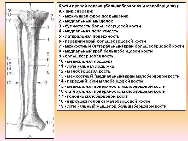 Большеберцовая кость фото на человеке