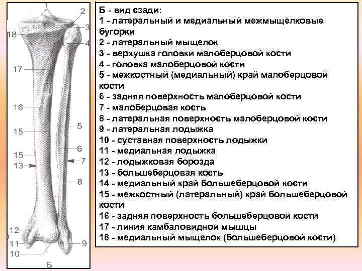 Мыщелок большеберцовой кости фото медиальный