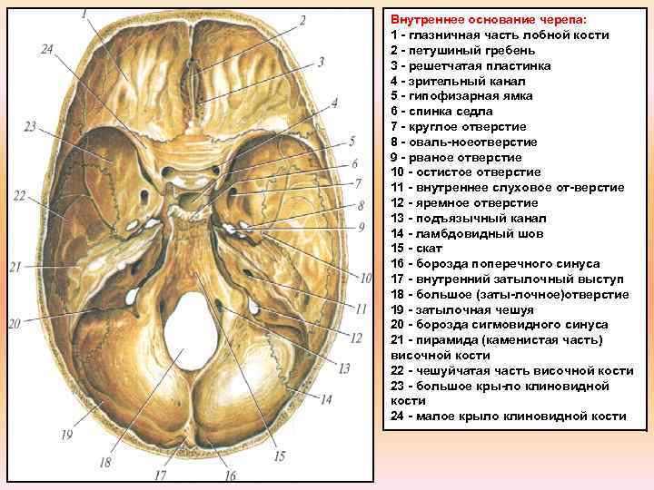 Внутреннее основание черепа: 1 глазничная часть лобной кости 2 петушиный гребень 3 решетчатая пластинка